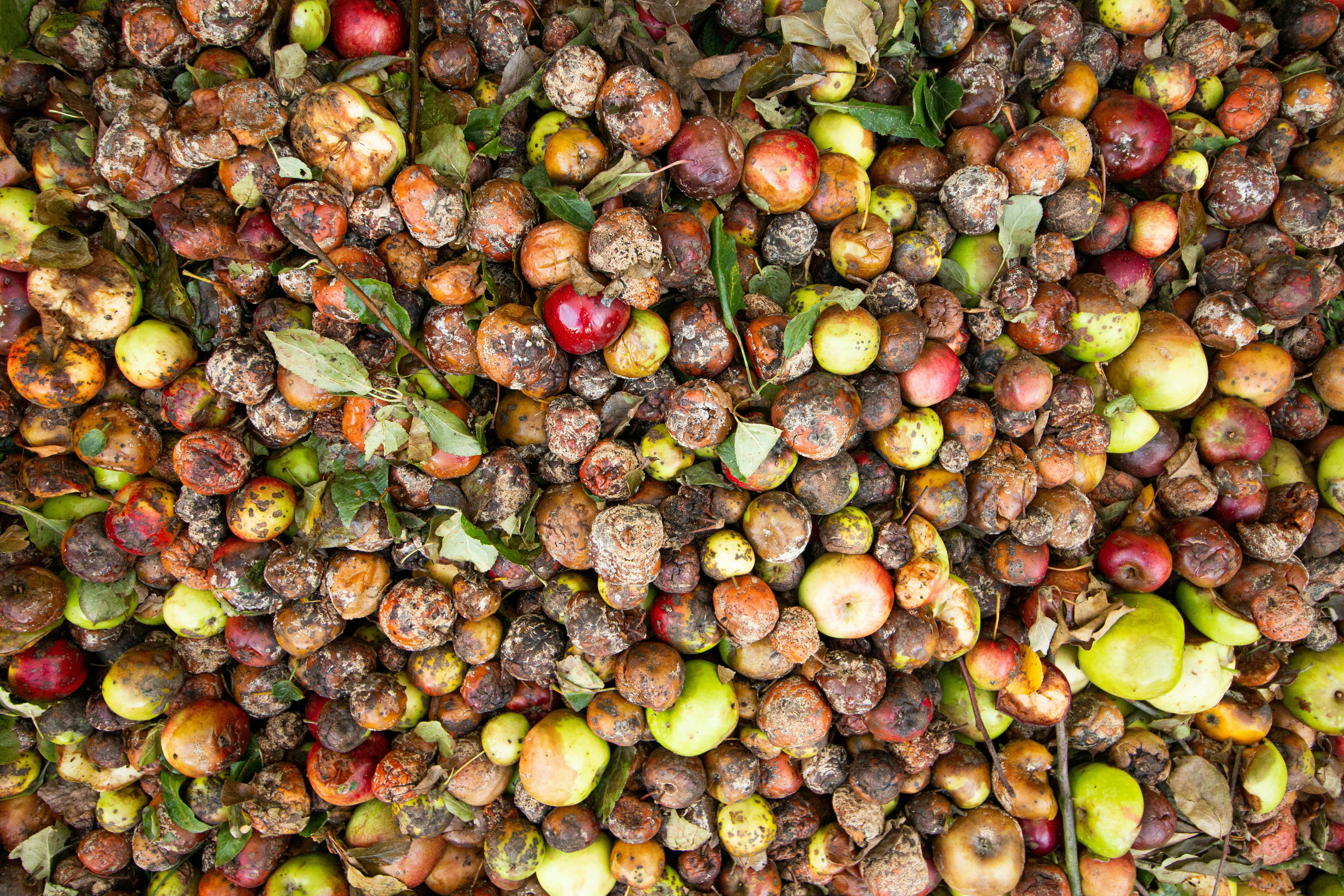 Rotten food laying on the ground.