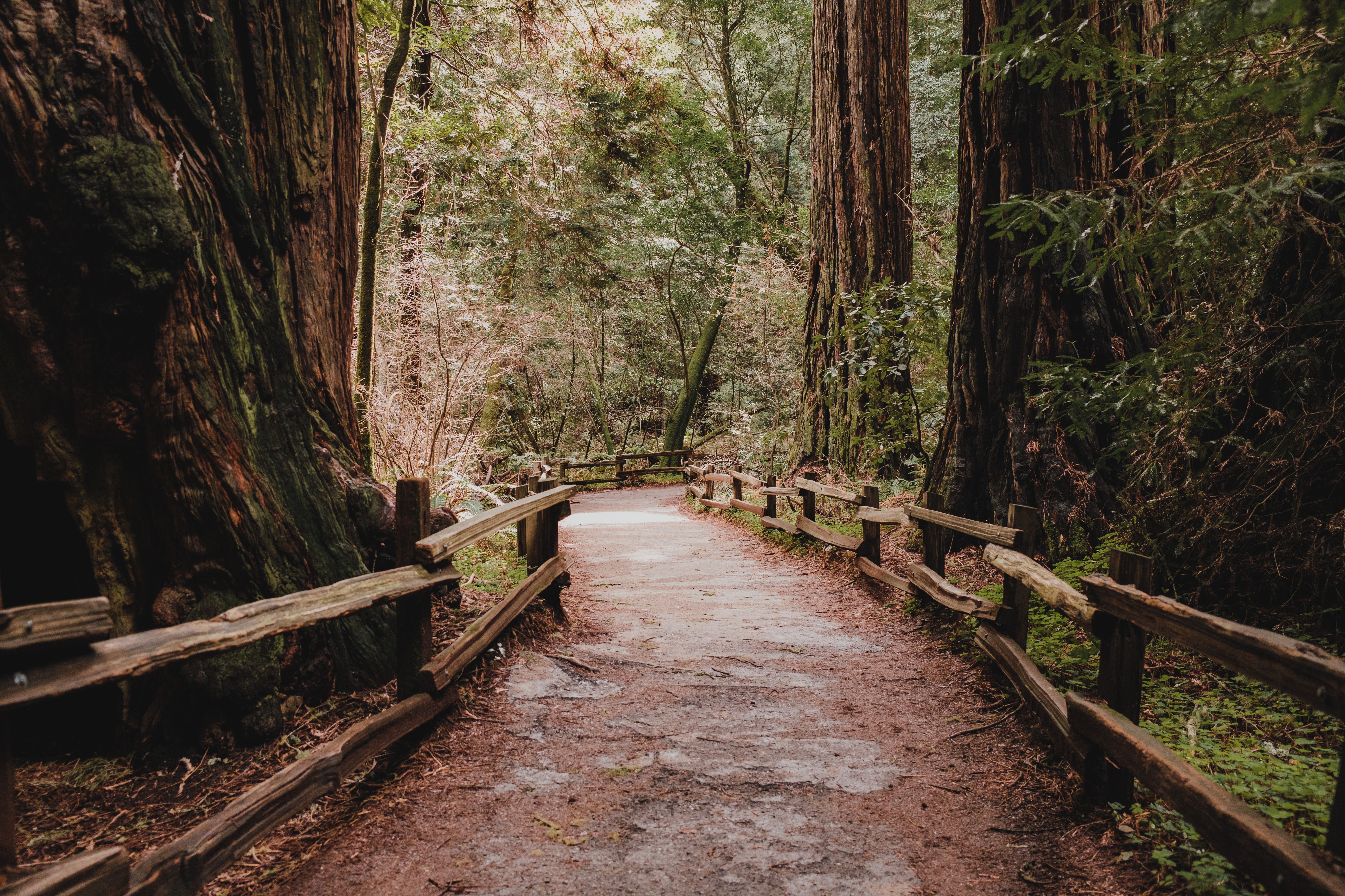 Muir Woods National Monument
