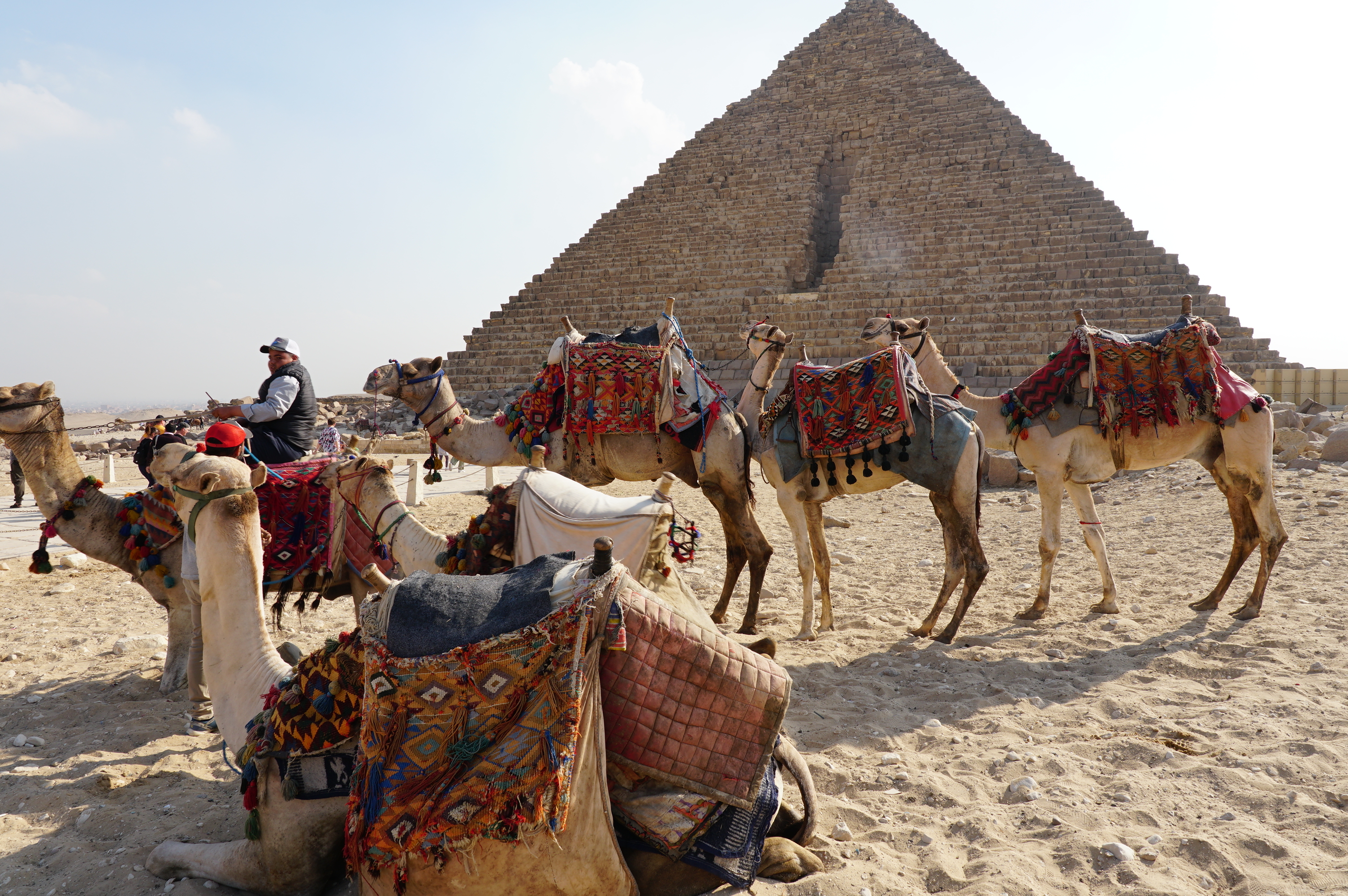 An image of a the pyramids of Giza with camels in the front.