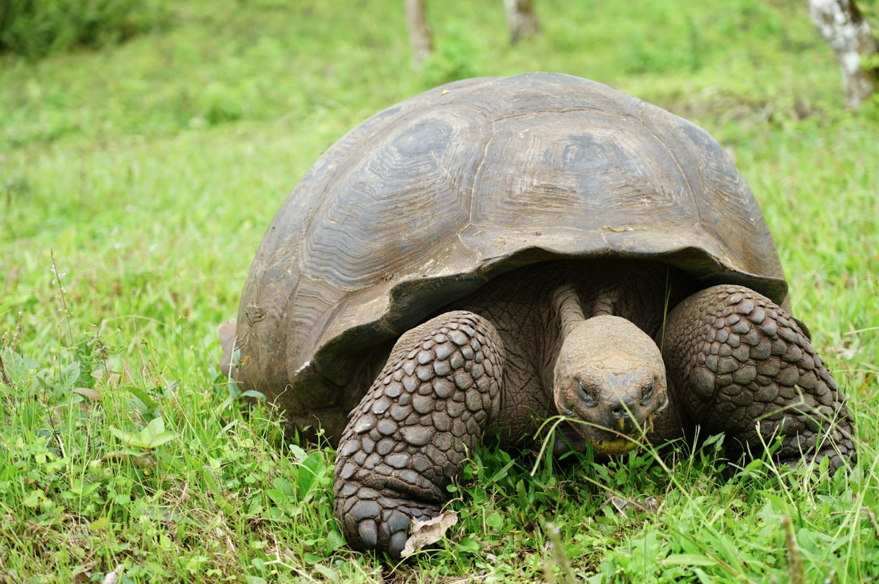 An image of a giant tortoise found on the Galápagos Islands.