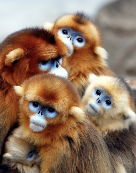 Orange monkeys huddled together.